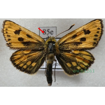 Carterocephalus silvicola (Meigen, 1829) male Kosternik leśniak Poland85e